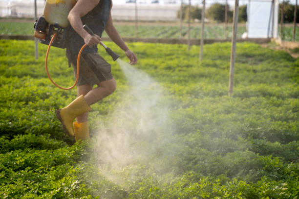 Best Local Pest Control Services  in Moorpark, CA