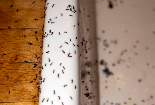 Pest Control for Restaurants in Moorpark, CA
