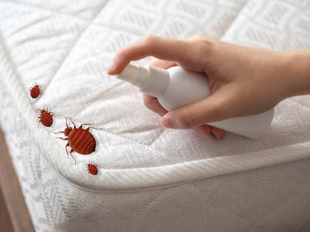 Best Wasp Removal Services  in Moorpark, CA