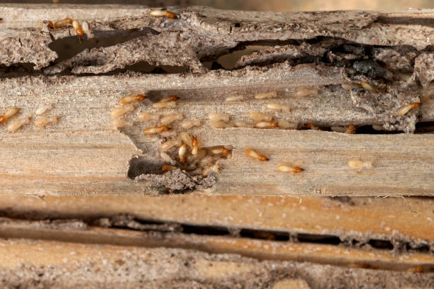 Insect Control in Moorpark, CA