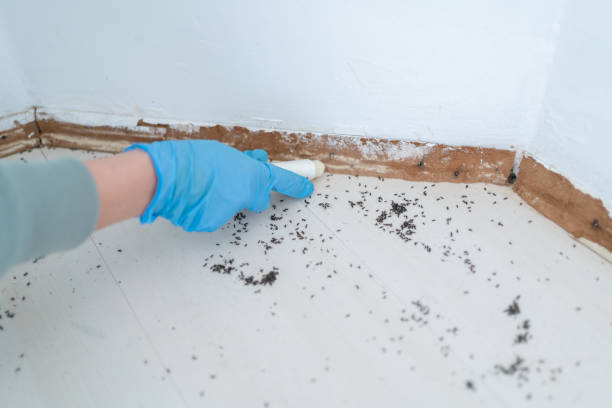Best Pest Inspection Near Me  in Moorpark, CA